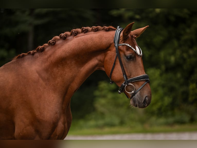 Westfaliano Castrone 4 Anni 168 cm Sauro in Wehringen
