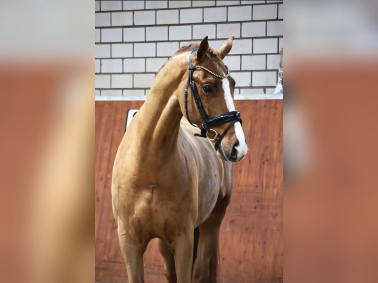Westfaliano Castrone 4 Anni 168 cm Sauro in Fröndenberg