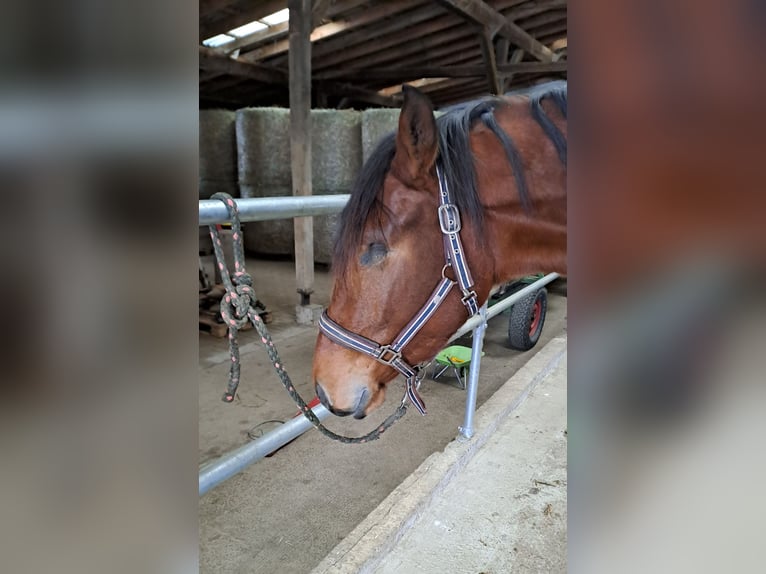 Westfaliano Castrone 4 Anni 169 cm Baio in Brilon