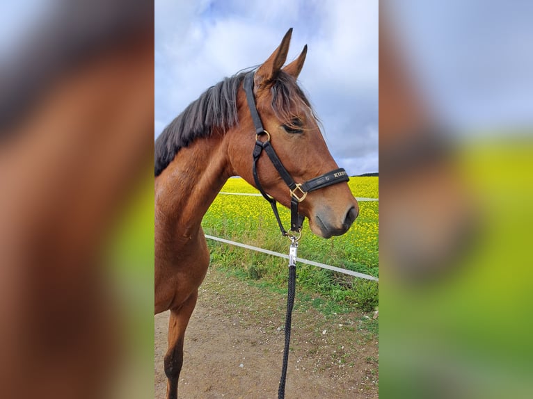Westfaliano Castrone 4 Anni 169 cm Baio in Brilon