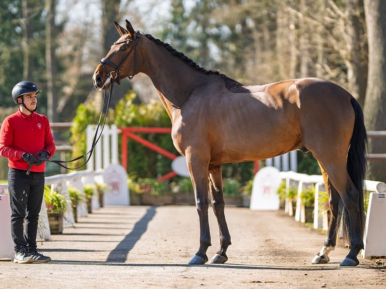Westfaliano Castrone 4 Anni 169 cm Baio in Münster-Handorf