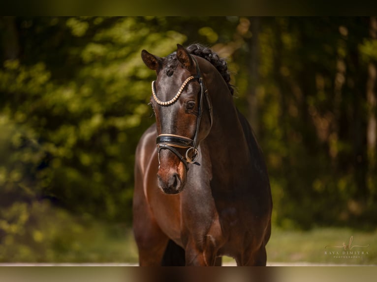 Westfaliano Castrone 4 Anni 169 cm Baio nero in Wehringen