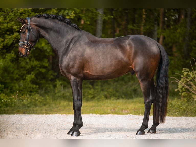 Westfaliano Castrone 4 Anni 169 cm Baio nero in Wehringen