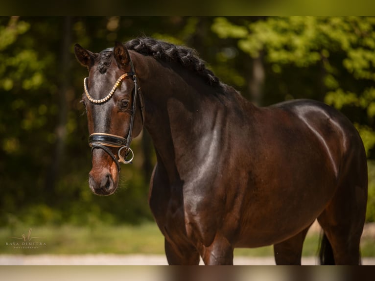 Westfaliano Castrone 4 Anni 169 cm Baio nero in Wehringen
