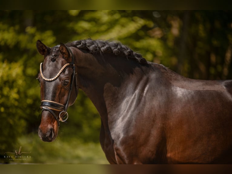 Westfaliano Castrone 4 Anni 169 cm Baio nero in Wehringen