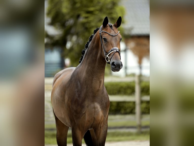 Westfaliano Castrone 4 Anni 169 cm Baio nero in Recke