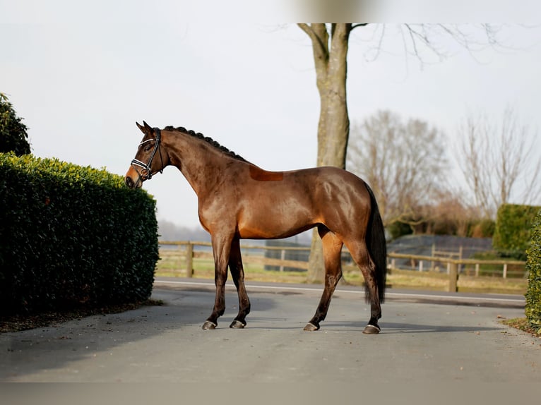 Westfaliano Castrone 4 Anni 169 cm Baio scuro in Vechta