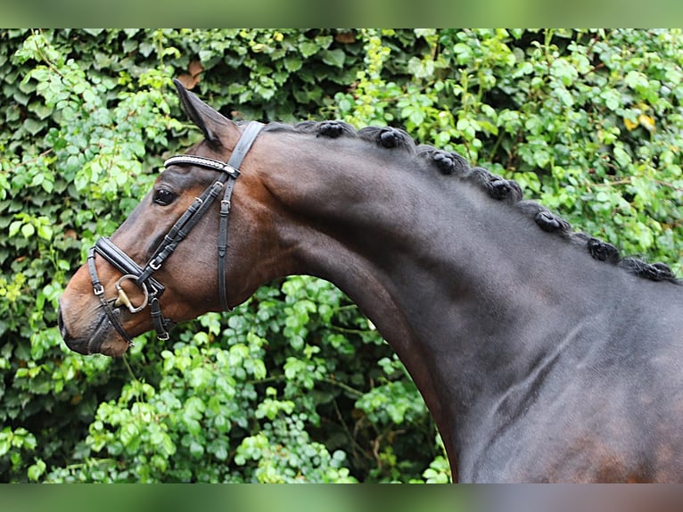 Westfaliano Castrone 4 Anni 169 cm Baio scuro in Meinersen