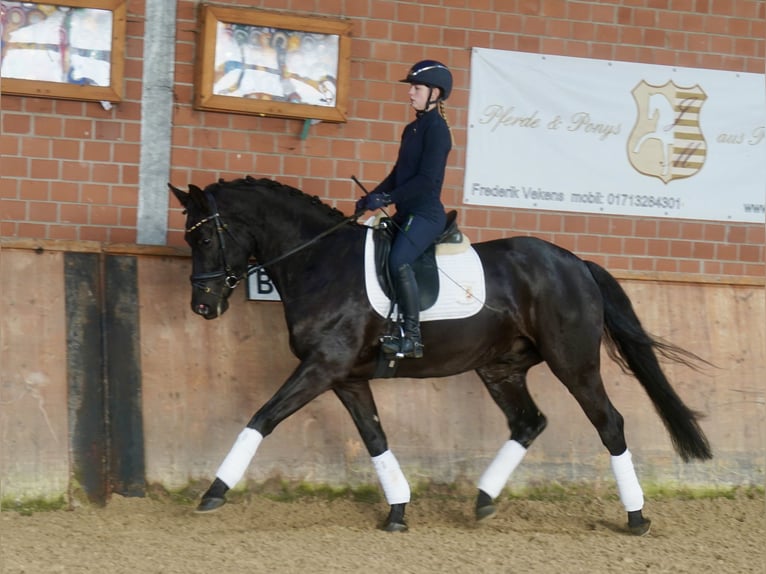 Westfaliano Castrone 4 Anni 169 cm Morello in Paderborn