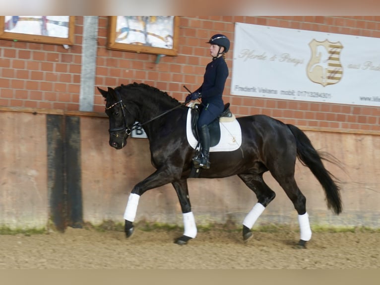 Westfaliano Castrone 4 Anni 169 cm Morello in Paderborn