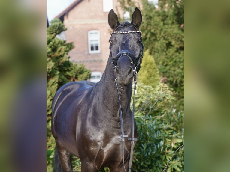 Westfaliano Castrone 4 Anni 169 cm Morello in Paderborn