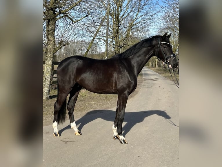 Westfaliano Castrone 4 Anni 169 cm Morello in Greven