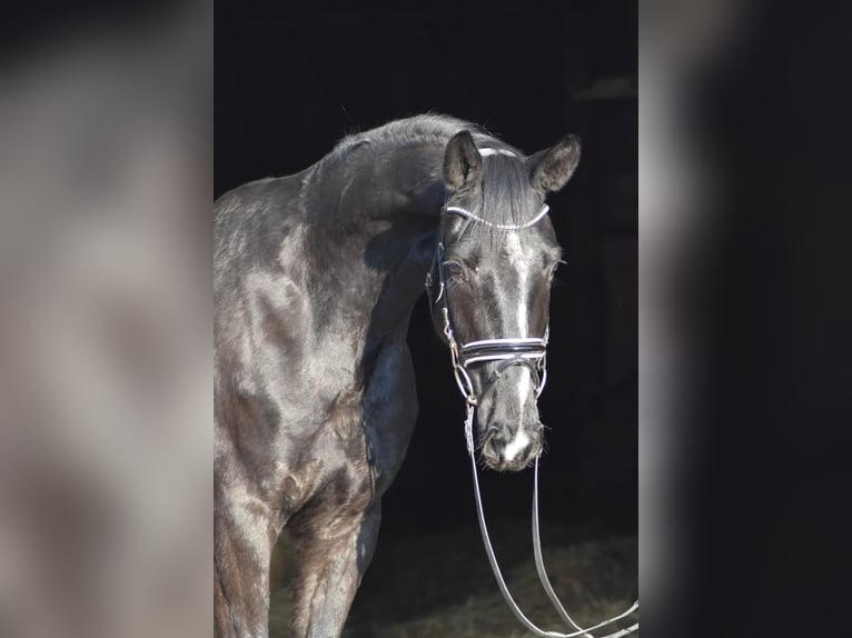 Westfaliano Castrone 4 Anni 169 cm Morello in Herbstein