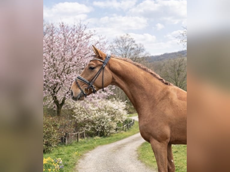 Westfaliano Castrone 4 Anni 169 cm Sauro in Bielefeld