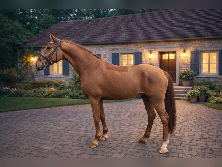 Westfaliano Castrone 4 Anni 169 cm Sauro in Bielefeld