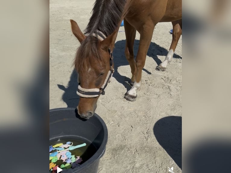 Westfaliano Castrone 4 Anni 169 cm Sauro in Helvesiek