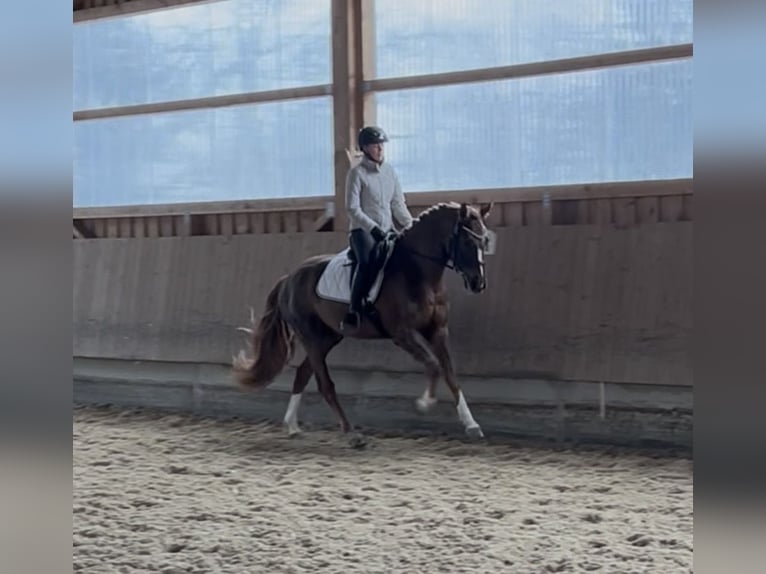 Westfaliano Castrone 4 Anni 169 cm Sauro scuro in Hockenheim