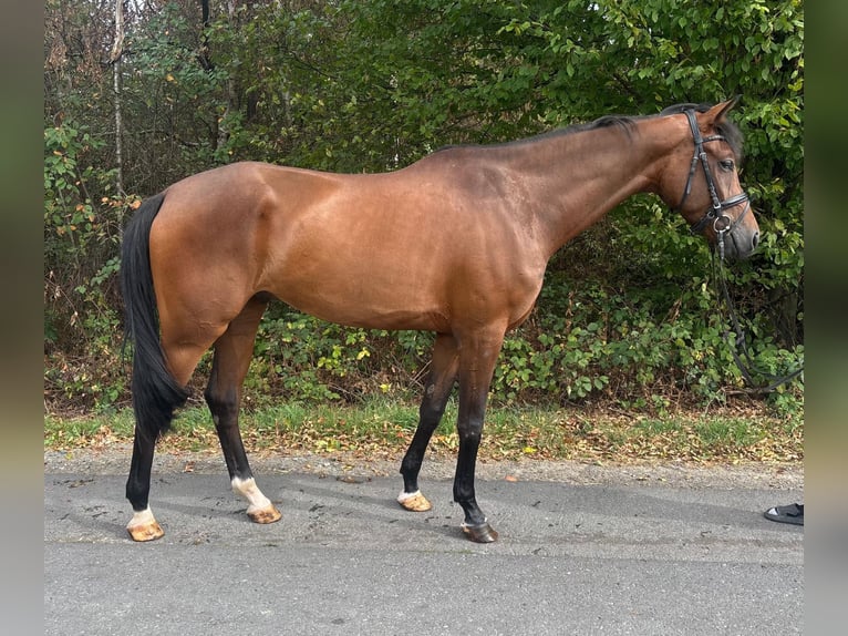 Westfaliano Castrone 4 Anni 170 cm Baio in Overath
