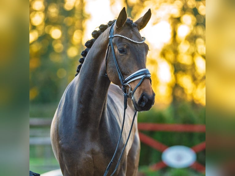 Westfaliano Castrone 4 Anni 170 cm Baio in Münster-Handorf