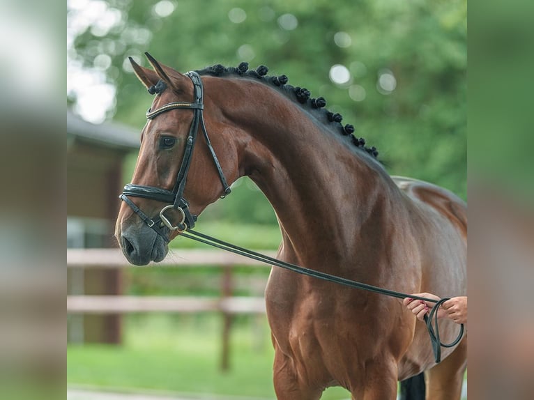 Westfaliano Castrone 4 Anni 170 cm Baio in Münster