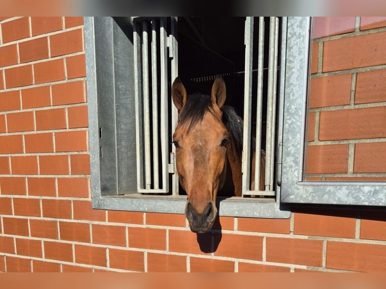 Westfaliano Castrone 4 Anni 170 cm Baio in Benken ZH