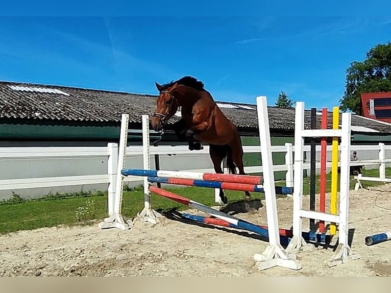 Westfaliano Castrone 4 Anni 170 cm Baio in Selm