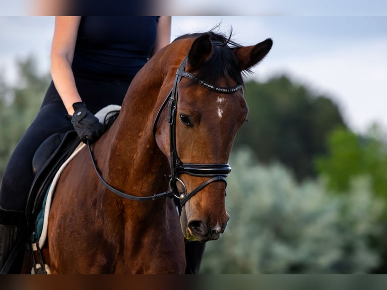 Westfaliano Castrone 4 Anni 170 cm Baio ciliegia in székesfehérvár