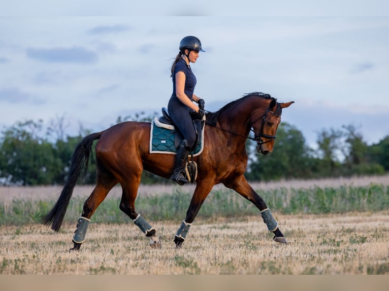 Westfaliano Castrone 4 Anni 170 cm Baio ciliegia in székesfehérvár