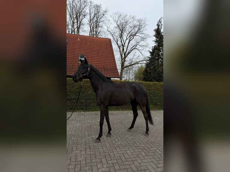 Westfaliano Castrone 4 Anni 170 cm Baio nero in Hörstel