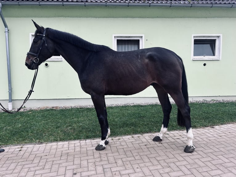 Westfaliano Castrone 4 Anni 170 cm Baio nero in Pokrent