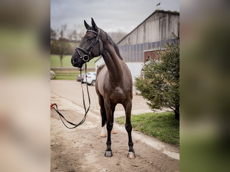 Westfaliano Castrone 4 Anni 170 cm Baio scuro in Barntrup