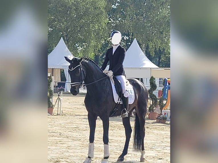 Westfaliano Castrone 4 Anni 170 cm Baio scuro in Welver