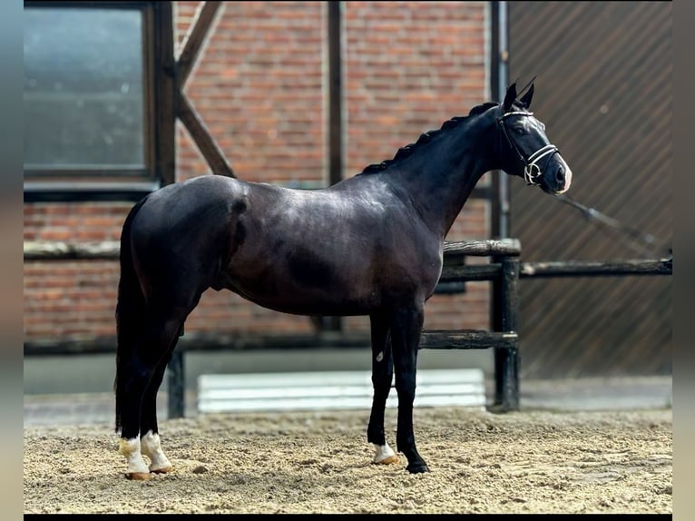 Westfaliano Castrone 4 Anni 170 cm Morello in Heidesheim am Rhein