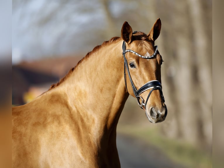 Westfaliano Castrone 4 Anni 170 cm Sauro in Steinfurt