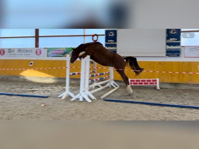 Westfaliano Castrone 4 Anni 170 cm Sauro in Lage