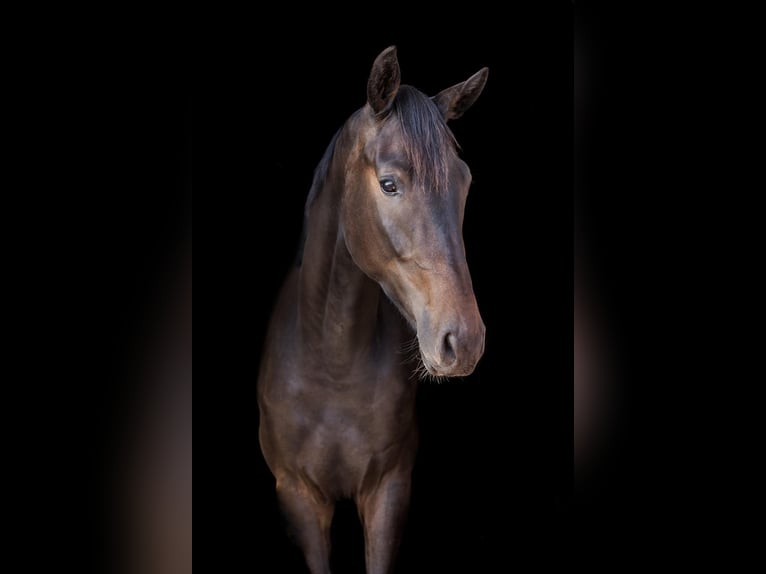 Westfaliano Castrone 4 Anni 171 cm Baio in Sankt Vith