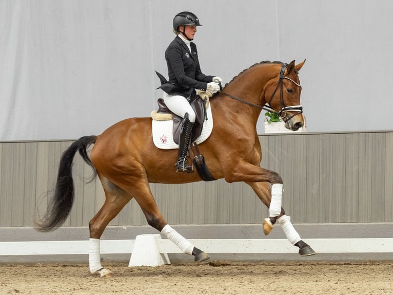 Westfaliano Castrone 4 Anni 171 cm Baio in Münster-Handorf