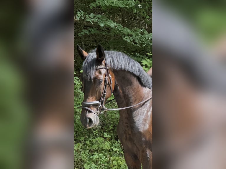 Westfaliano Castrone 4 Anni 171 cm Baio scuro in Pfaffenhofen