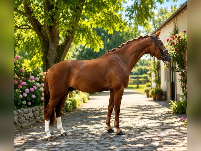 Westfaliano Castrone 4 Anni 171 cm Sauro in Bielefeld