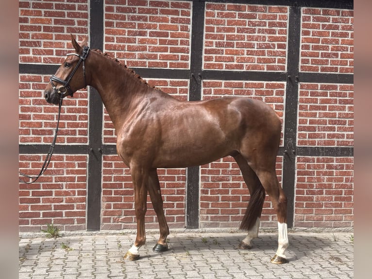Westfaliano Castrone 4 Anni 171 cm Sauro in Telgte