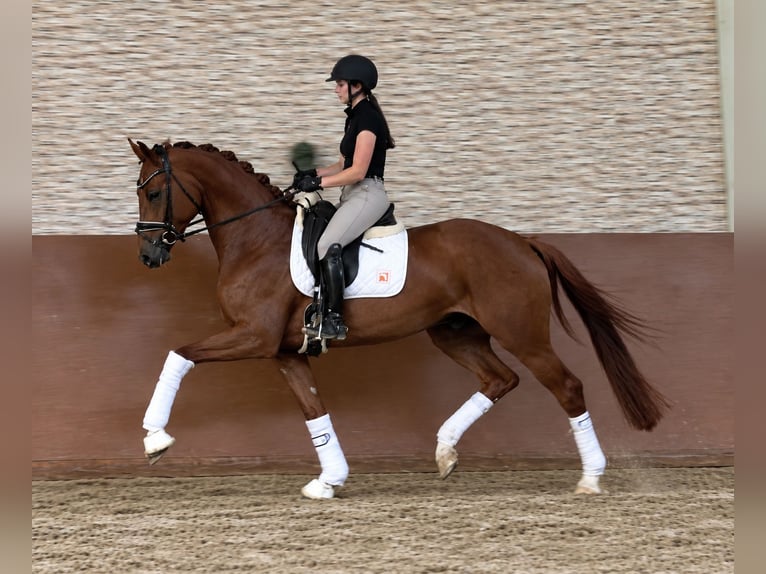 Westfaliano Castrone 4 Anni 171 cm Sauro scuro in Wehringen