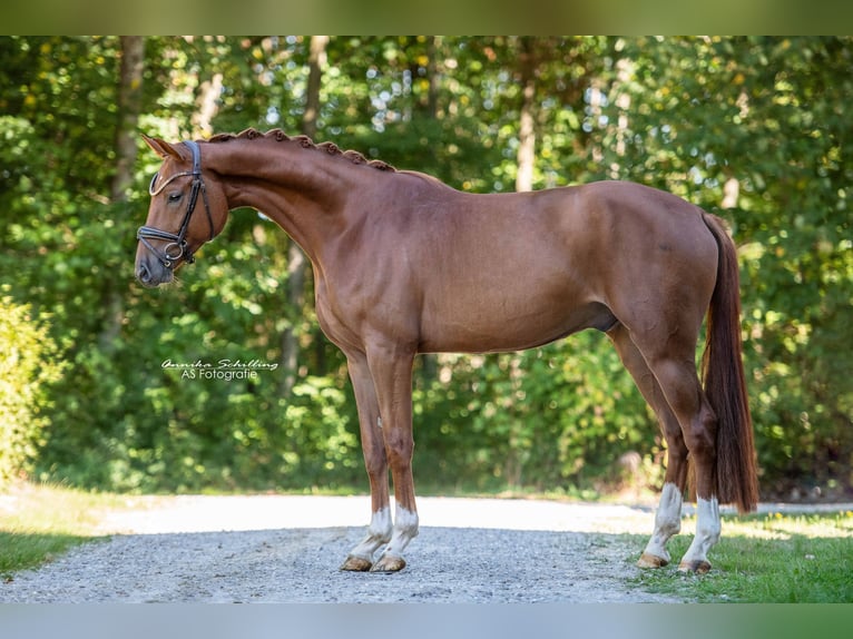 Westfaliano Castrone 4 Anni 171 cm Sauro scuro in Wehringen