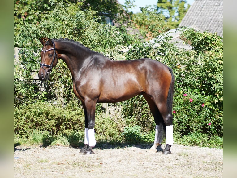 Westfaliano Castrone 4 Anni 172 cm Baio in Hohenfelde