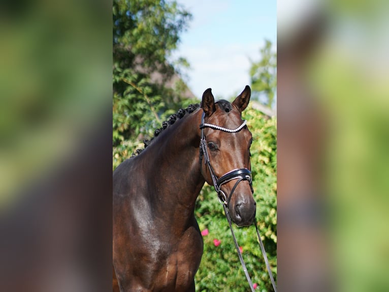 Westfaliano Castrone 4 Anni 172 cm Baio in Hohenfelde