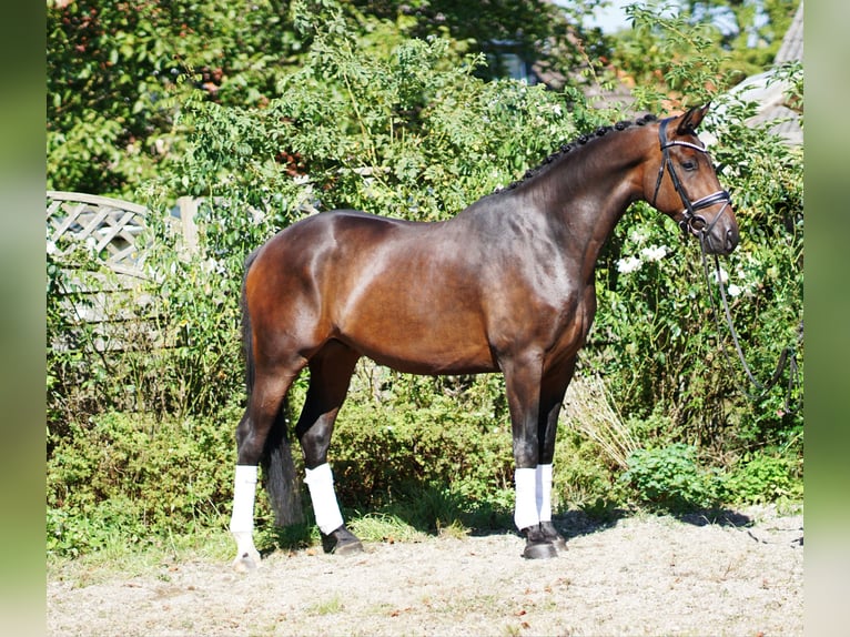 Westfaliano Castrone 4 Anni 172 cm Baio in Hohenfelde