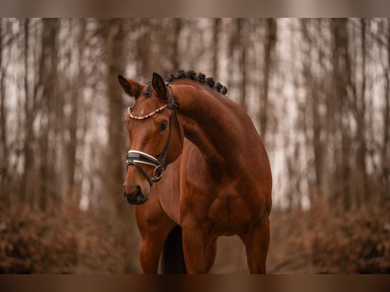 Westfaliano Castrone 4 Anni 172 cm Baio in Wehringen