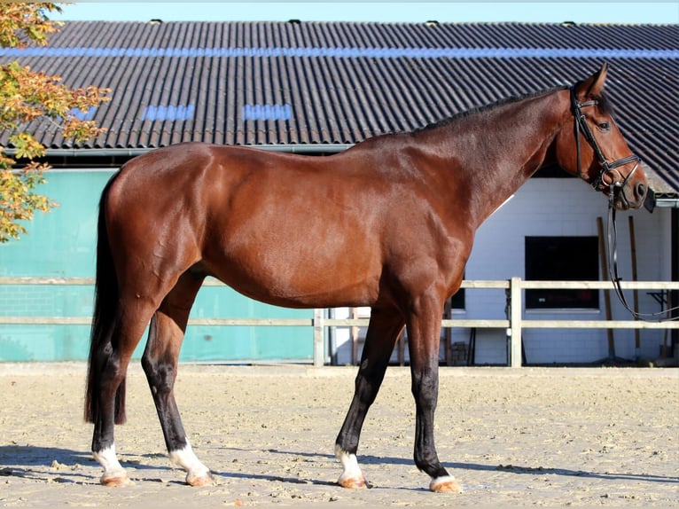 Westfaliano Castrone 4 Anni 172 cm Baio in Salzkotten Westfaliano Castrone 4 Anni 172 cm Baio in Salzkotten