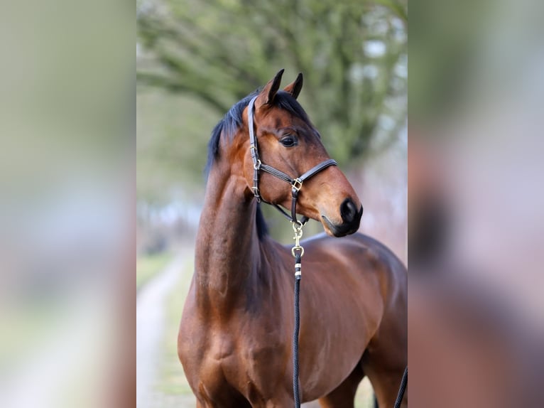 Westfaliano Castrone 4 Anni 172 cm Baio in Harreveld