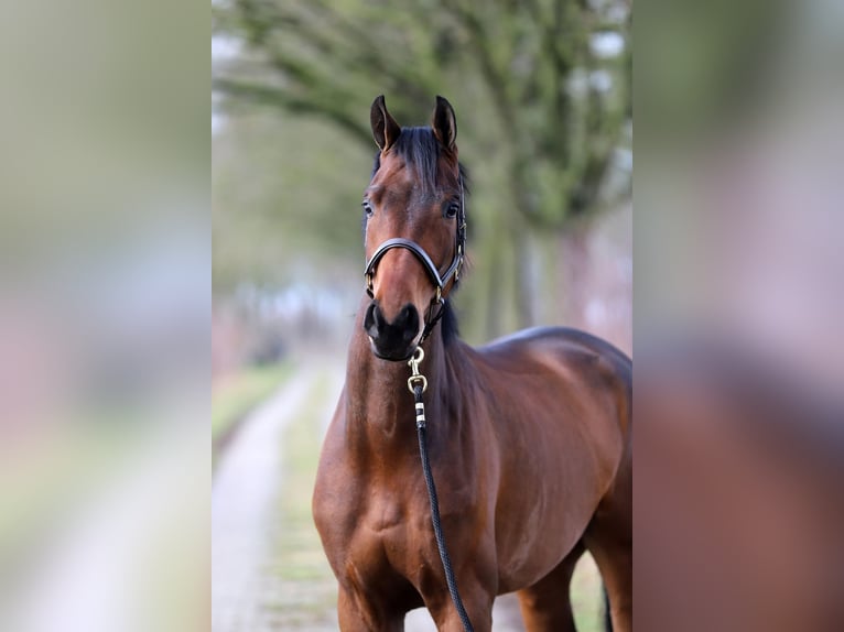 Westfaliano Castrone 4 Anni 172 cm Baio in Harreveld