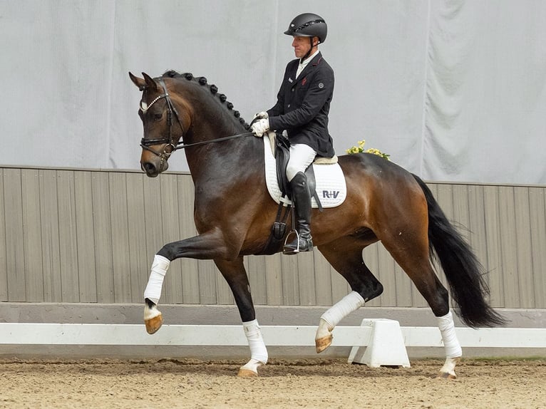 Westfaliano Castrone 4 Anni 172 cm Baio scuro in Münster-Handorf